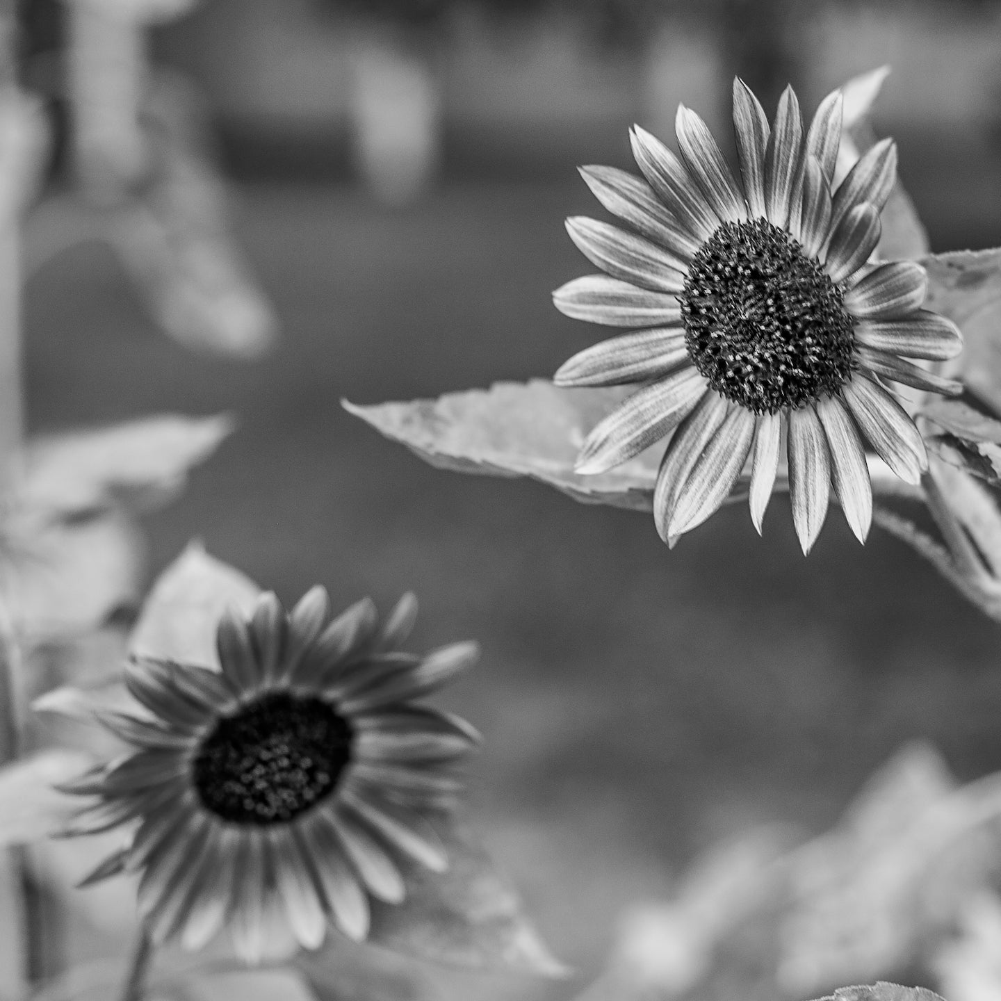 Gillian Welch   Happy Mother's Day
